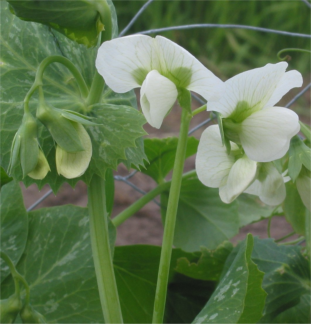 Pois (Pisum) — photo botanique