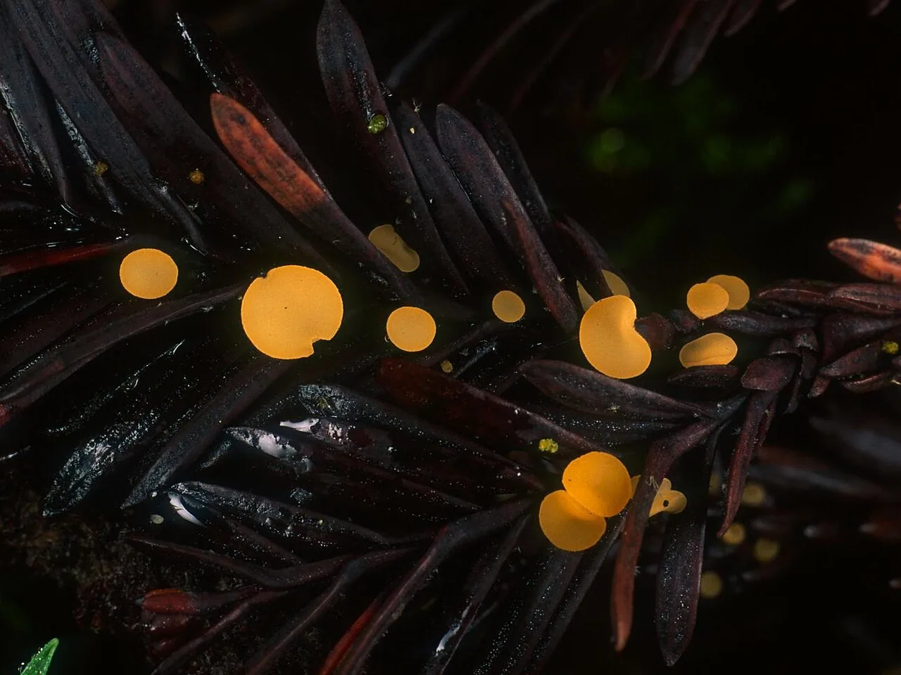 Pithya vulgaris (Pithya vulgaris) — photo mycologique