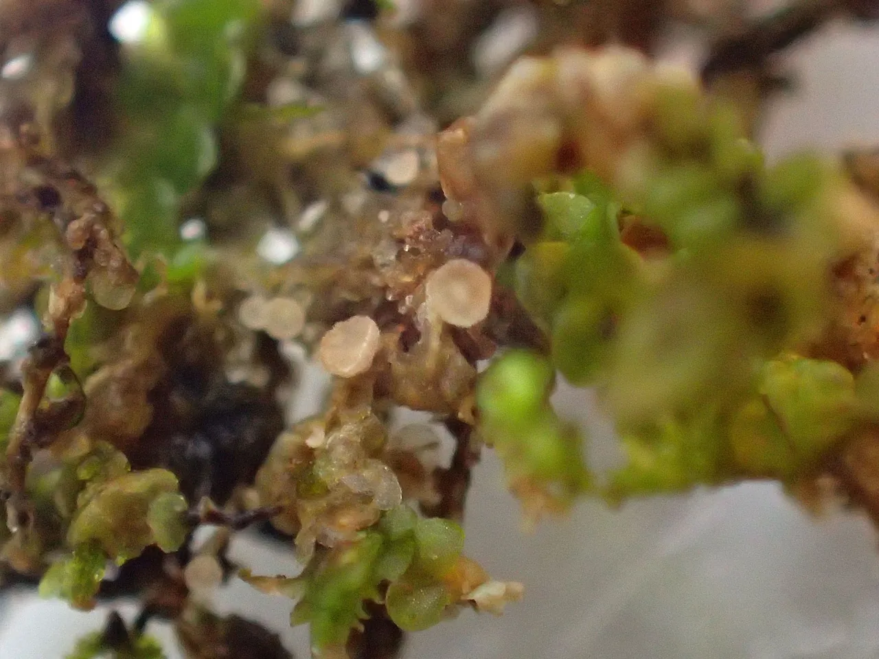 Pithyella trigona (Pithyella trigona) — photo mycologique