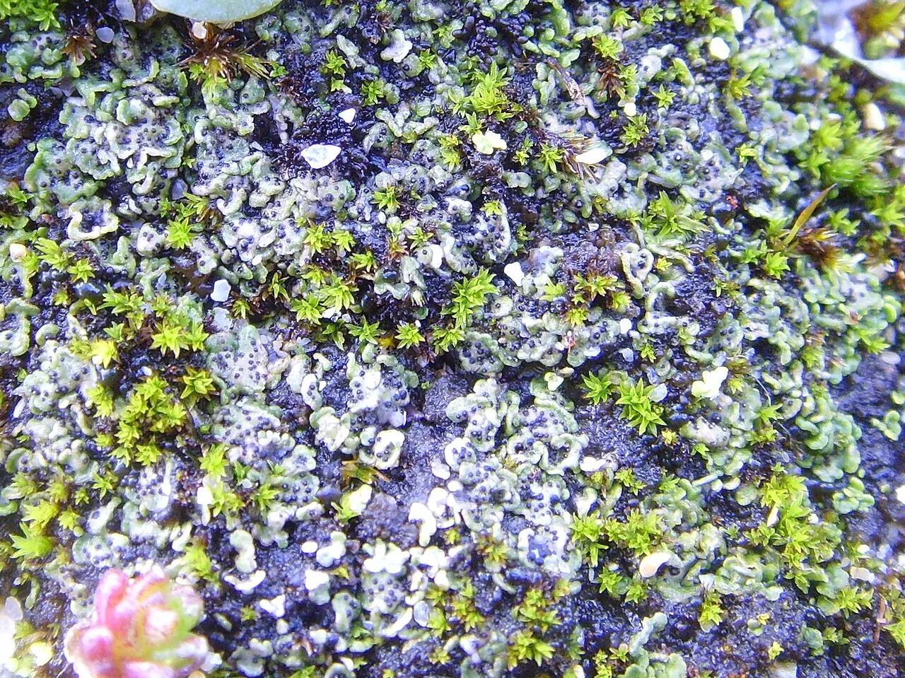 Placidiopsis hypothallina (Placidiopsis hypothallina) — photo mycologique