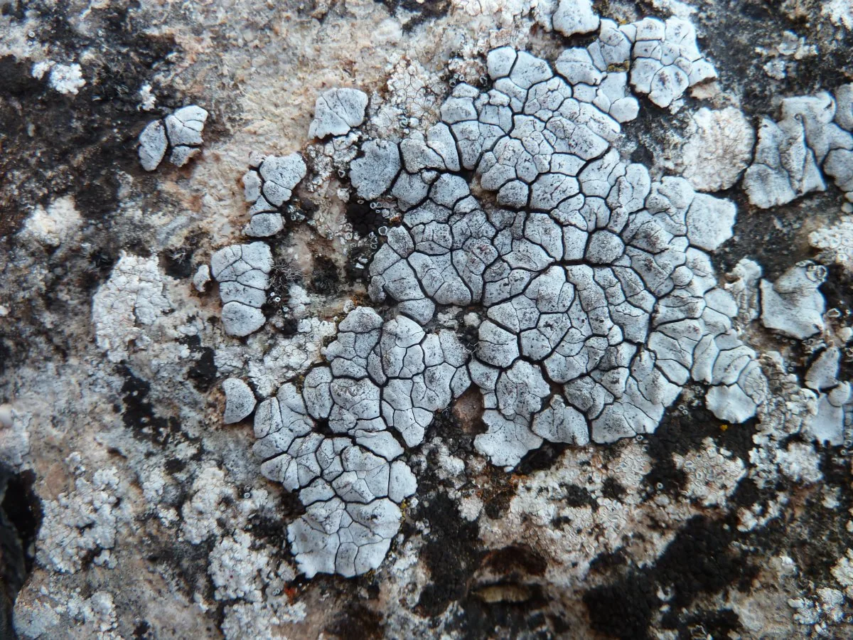 Placocarpus schaereri (Placocarpus schaereri) — photo mycologique