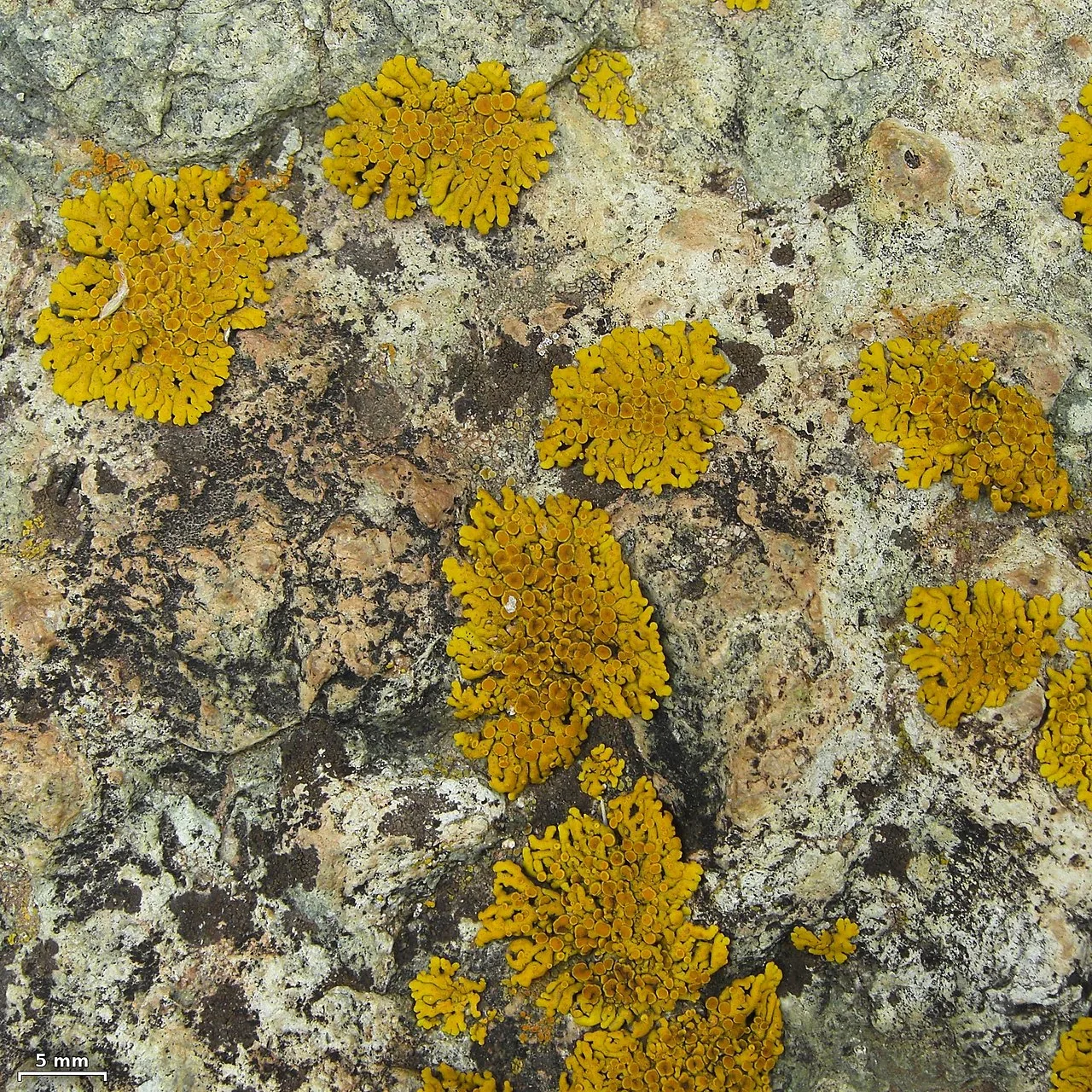 Placomaronea fuegiana (Placomaronea fuegiana) — photo mycologique