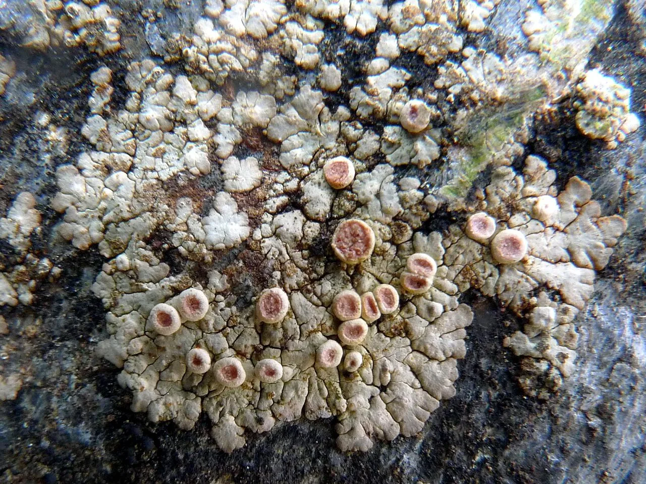 Placopsis erosa (Placopsis erosa) — photo mycologique