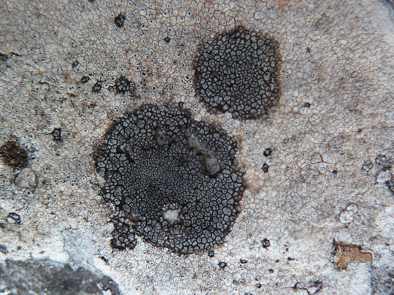Placopyrenium conforme (Placopyrenium conforme) — photo mycologique