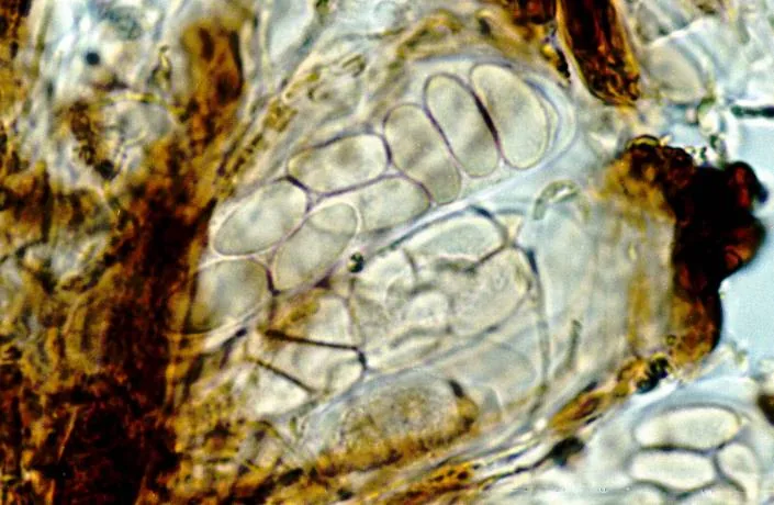 Placynthiella dasaea (Placynthiella dasaea) — photo mycologique