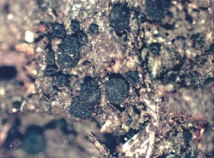 Placynthiella oligotropha (Placynthiella oligotropha) — photo mycologique