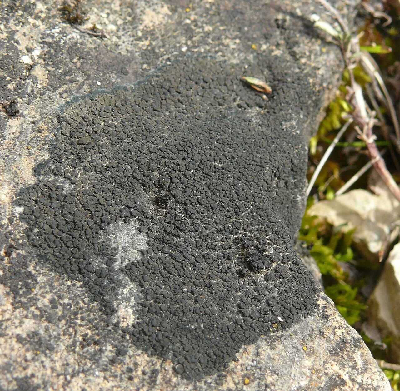 Placynthium asperellum (Placynthium asperellum) — photo mycologique
