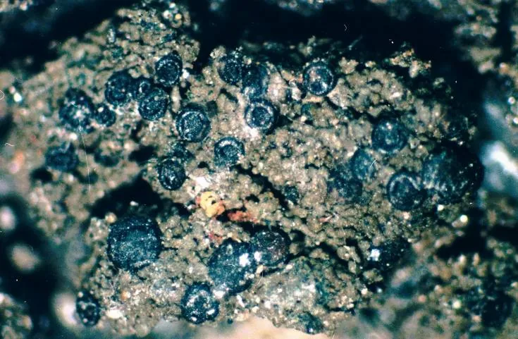Placynthium nigrum (Placynthium nigrum) — photo mycologique