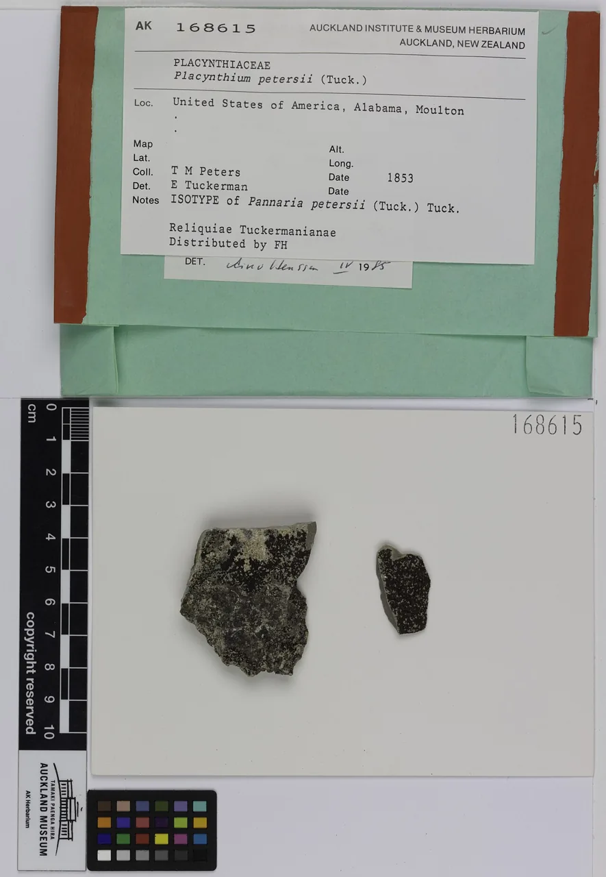 Placynthium petersii (Placynthium petersii) — photo mycologique