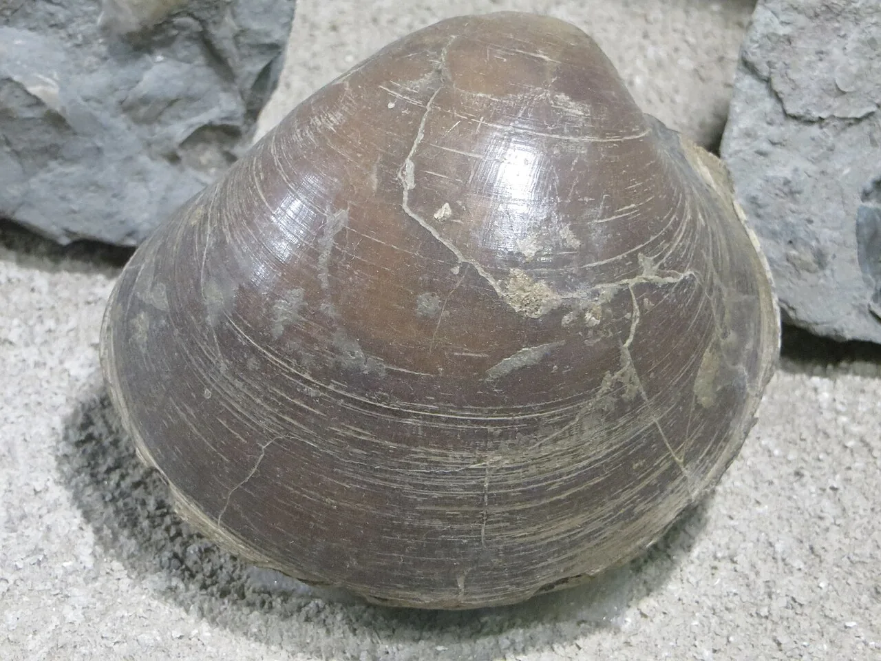 Plagiostoma convexum (Plagiostoma convexum) — photo mycologique