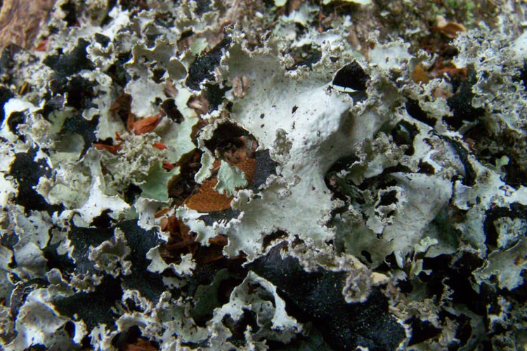 Platismatia erosa (Platismatia erosa) — photo mycologique
