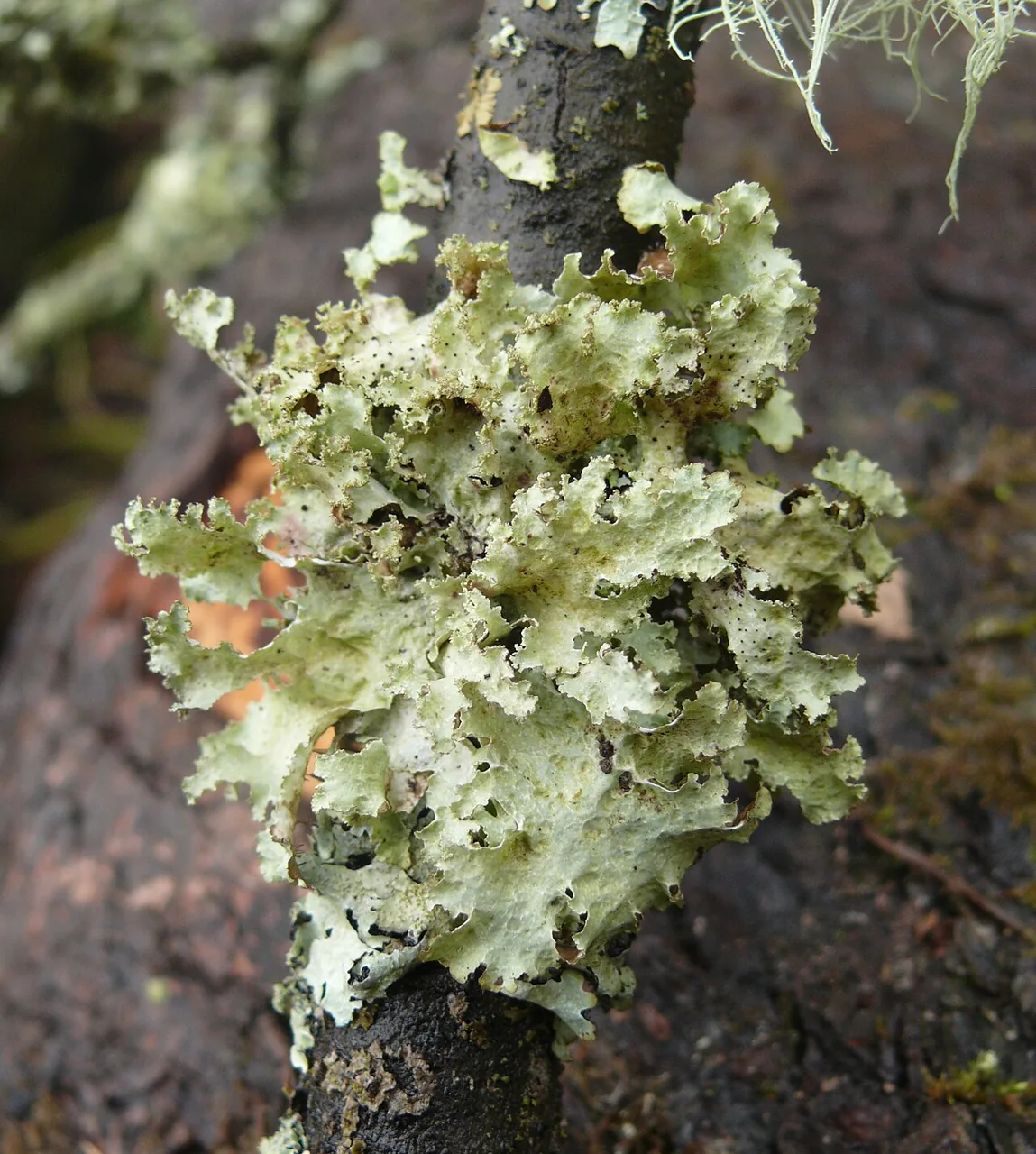 Platismatia glauca (Platismatia glauca) — photo mycologique