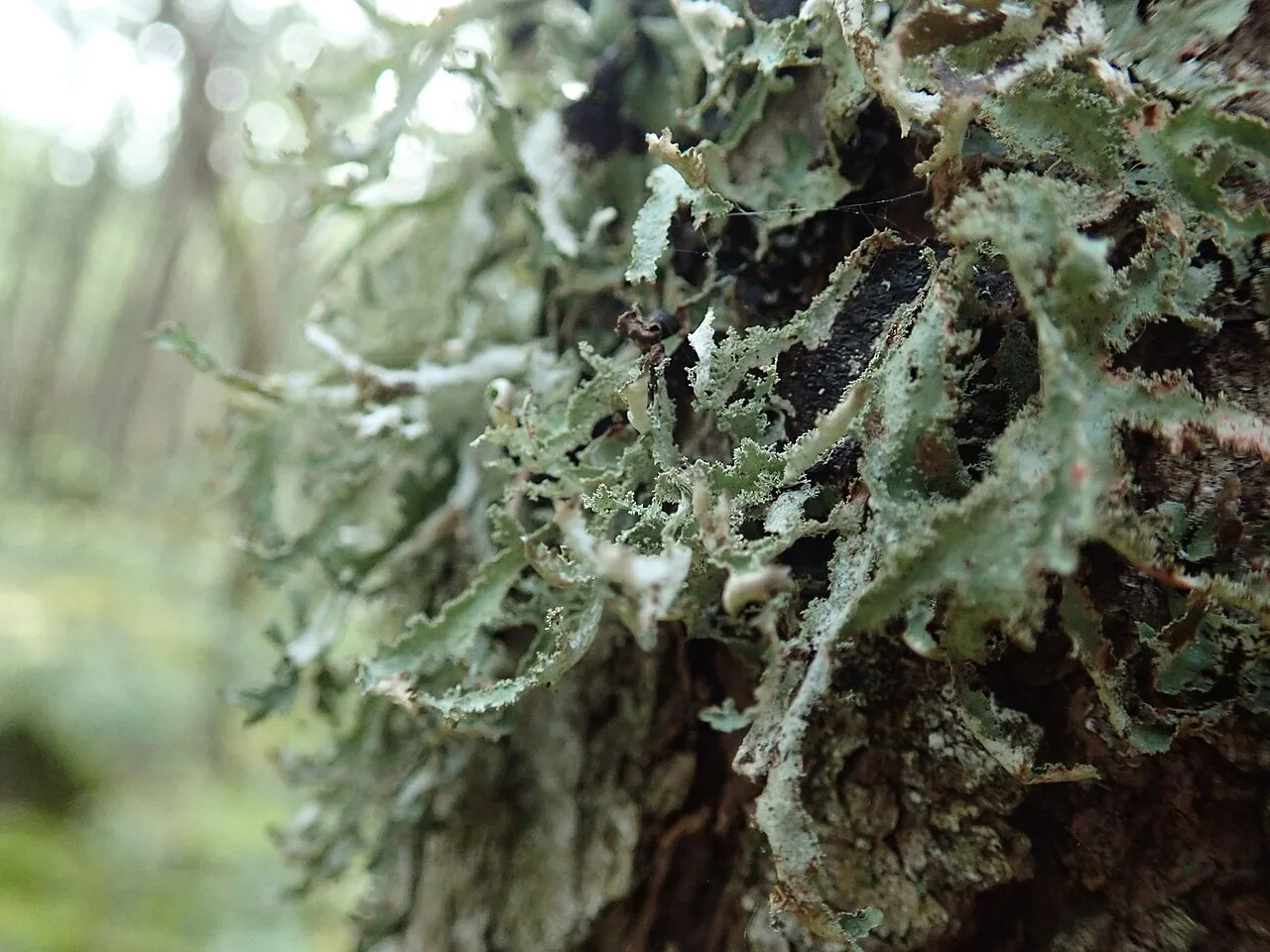 Platismatia herrei (Platismatia herrei) — photo mycologique