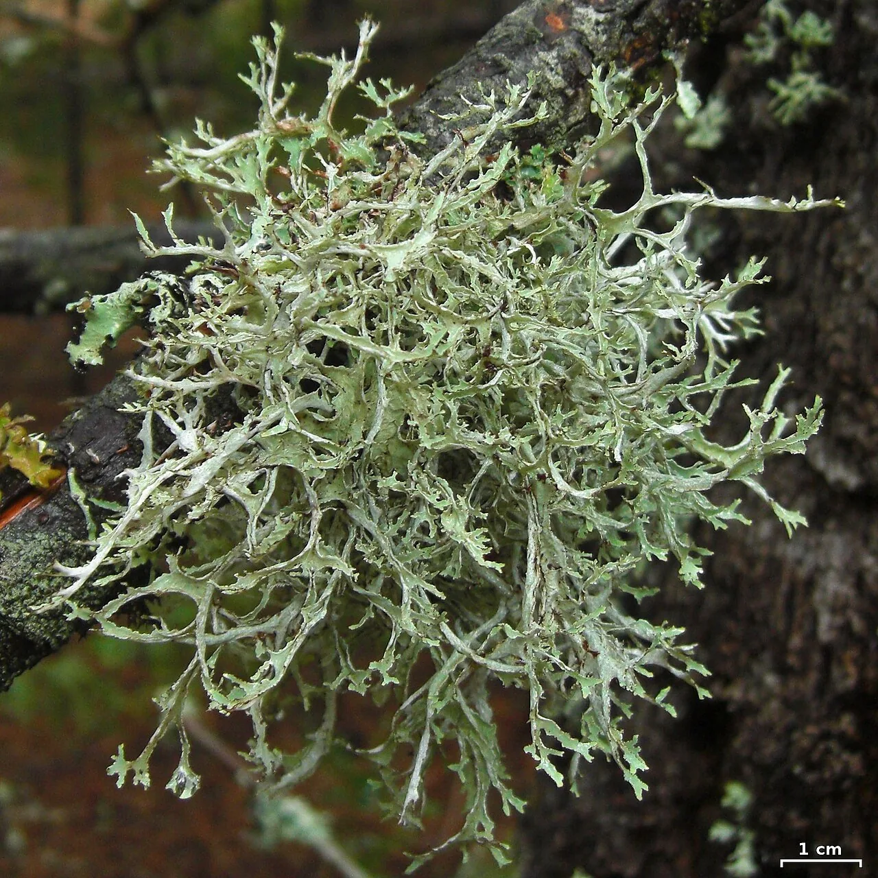 Platismatia stenophylla (Platismatia stenophylla) — photo mycologique
