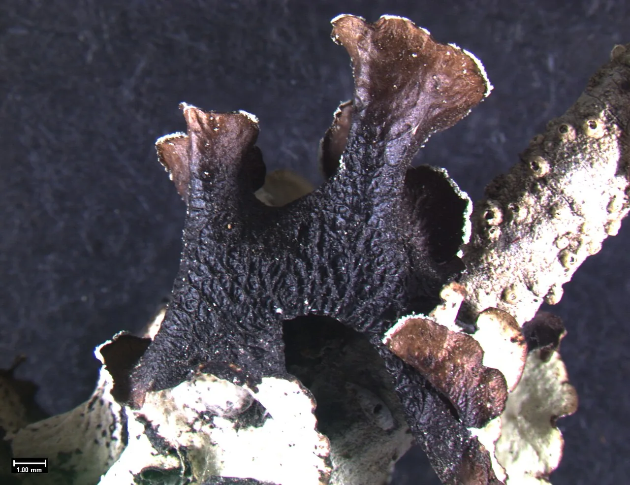 Platismatia wheeleri (Platismatia wheeleri) — photo mycologique