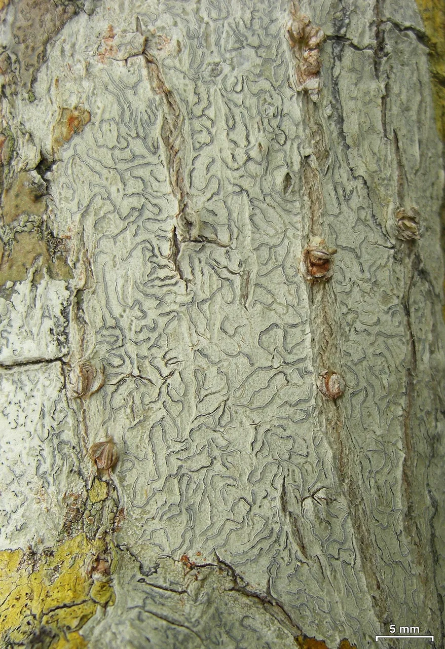 Platygramme pudica (Platygramme pudica) — photo mycologique