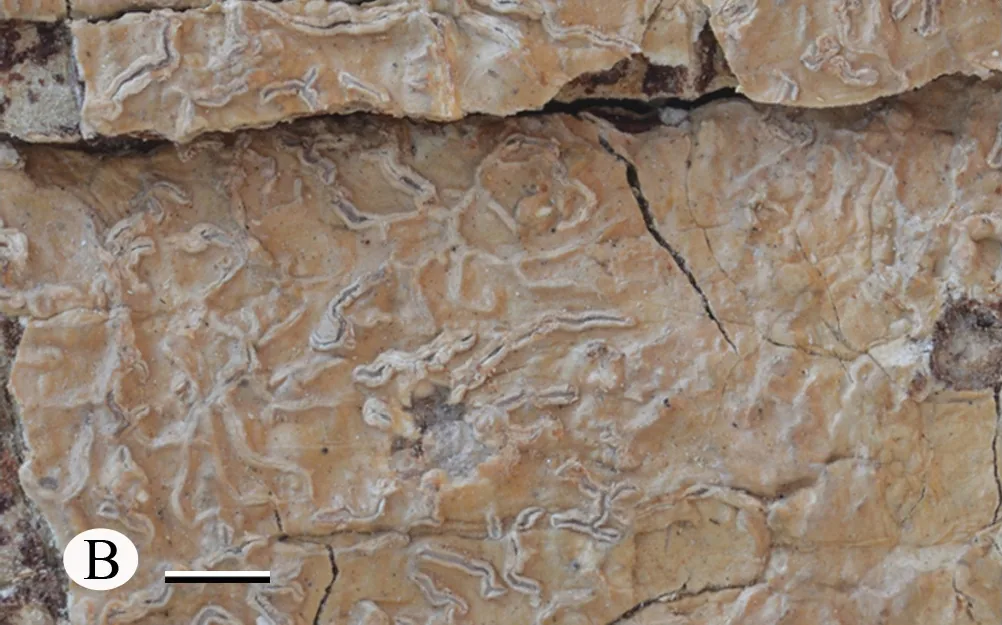 Platythecium dimorphodes (Platythecium dimorphodes) — photo mycologique