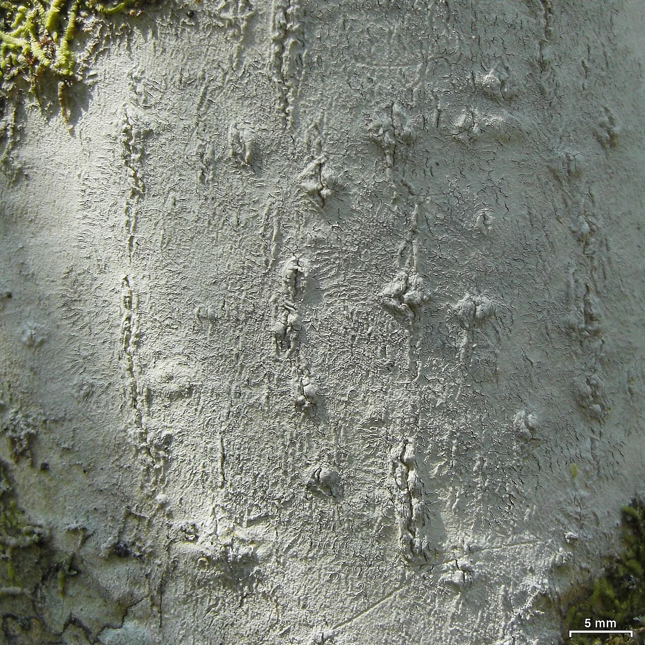 Platythecium hypoleptum (Platythecium hypoleptum) — photo mycologique