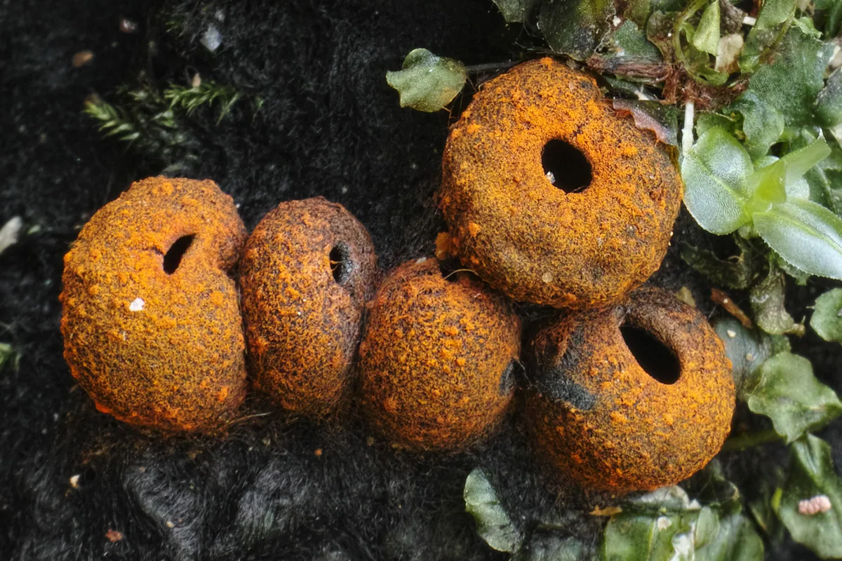Plectania melastoma (Plectania melastoma) — photo mycologique