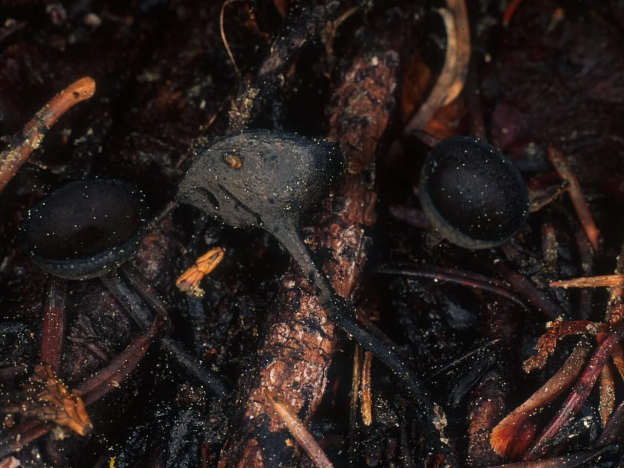 Plectania platensis (Plectania platensis) — photo mycologique