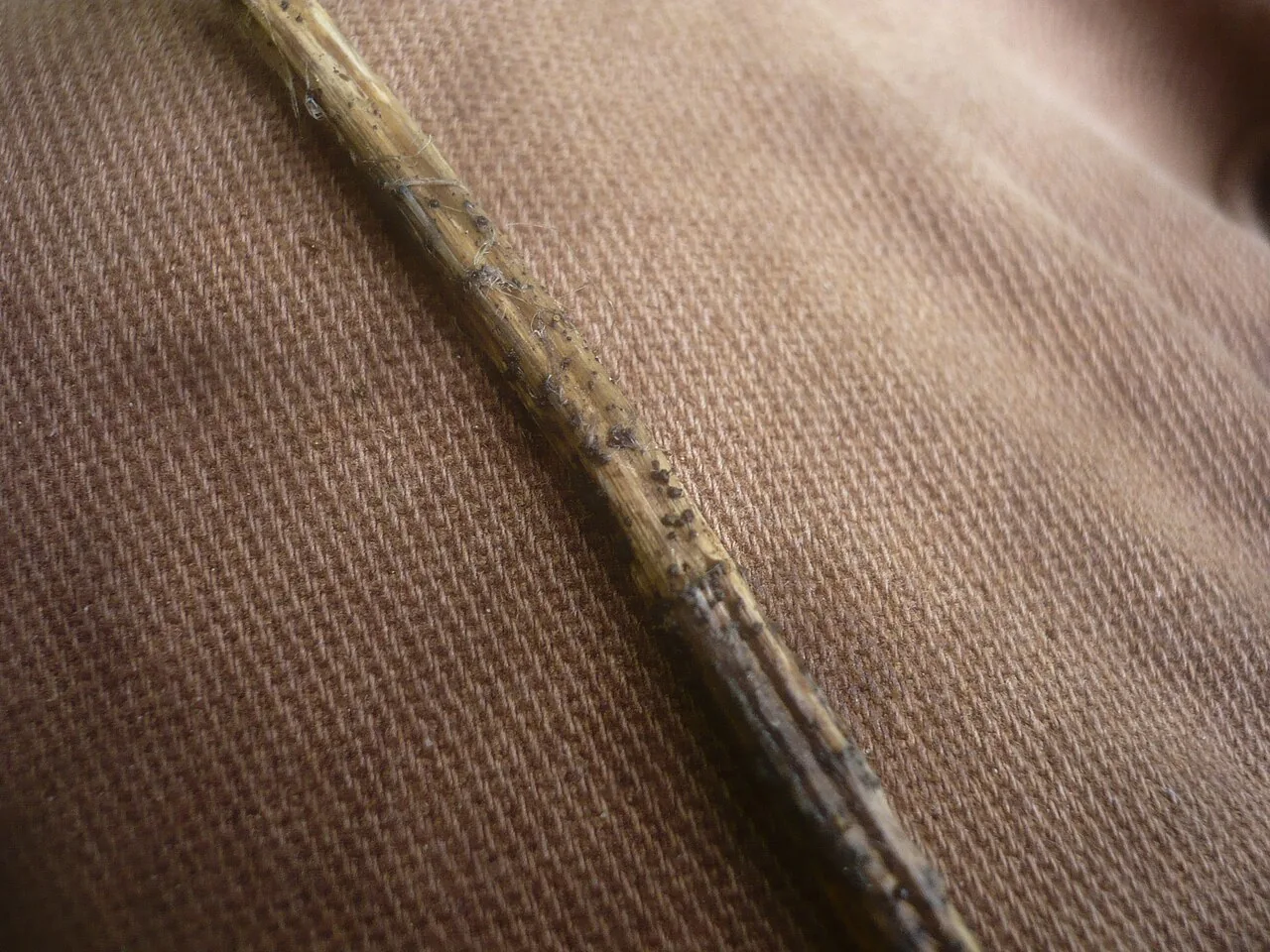 Plenodomus tracheiphilus (Plenodomus tracheiphilus) — photo mycologique