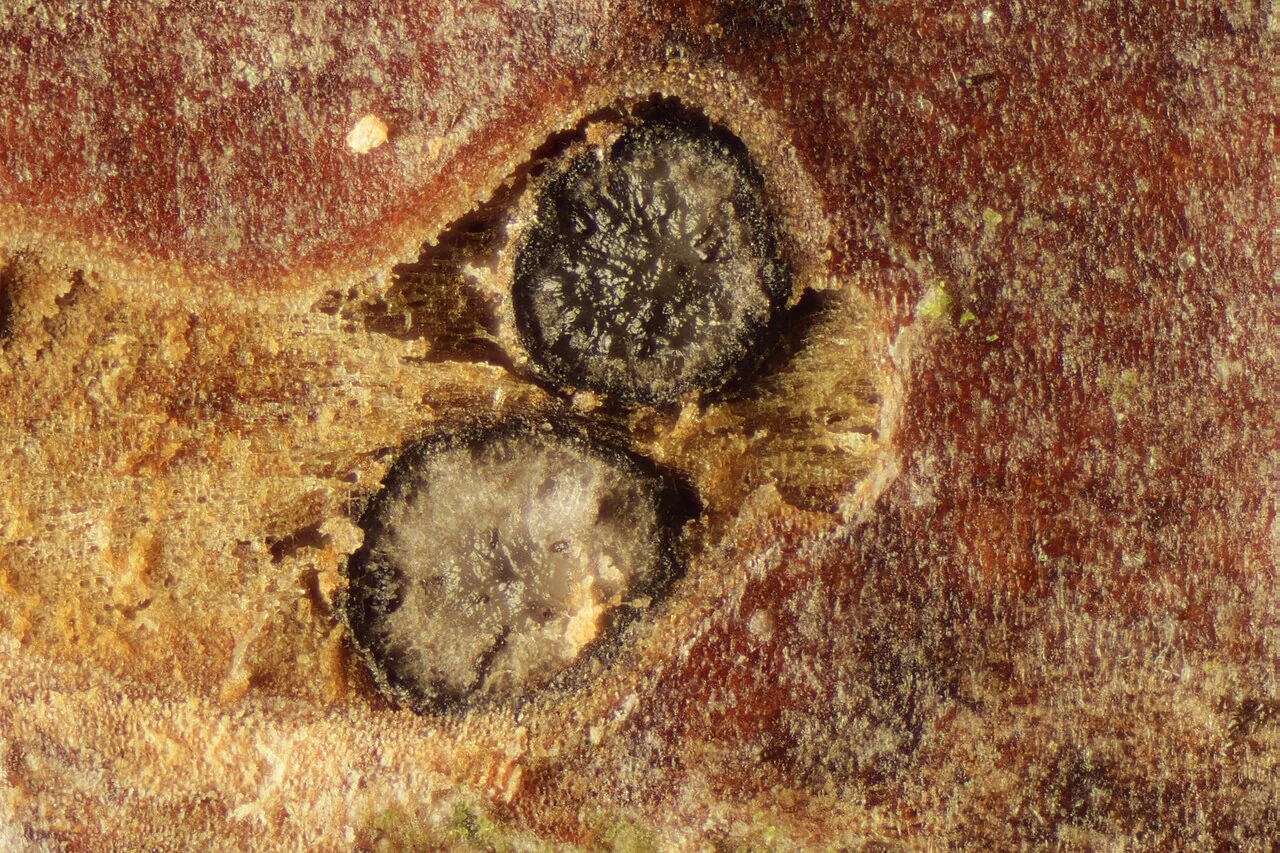 Pleomassaria carpini (Pleomassaria carpini) — photo mycologique