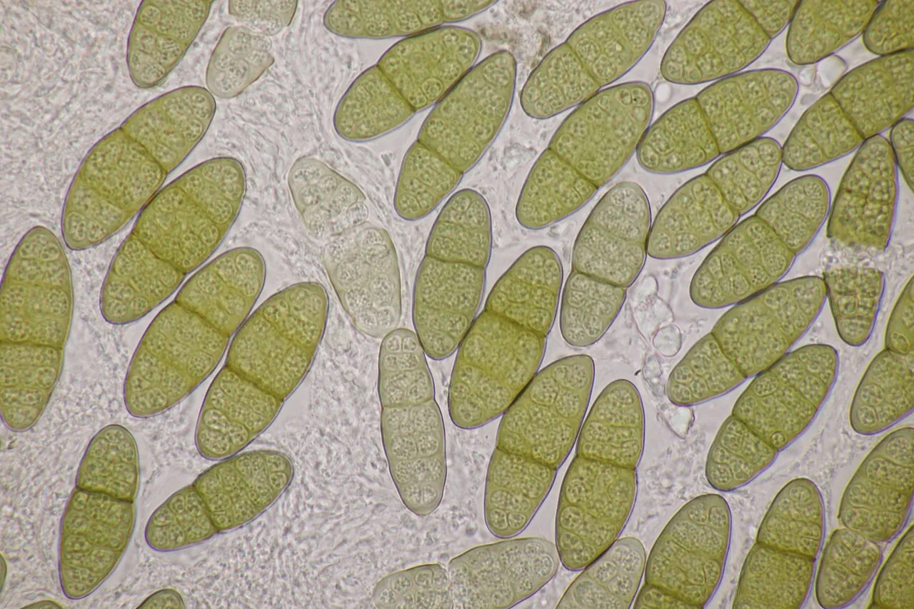Pleomassaria holoschista (Pleomassaria holoschista) — photo mycologique
