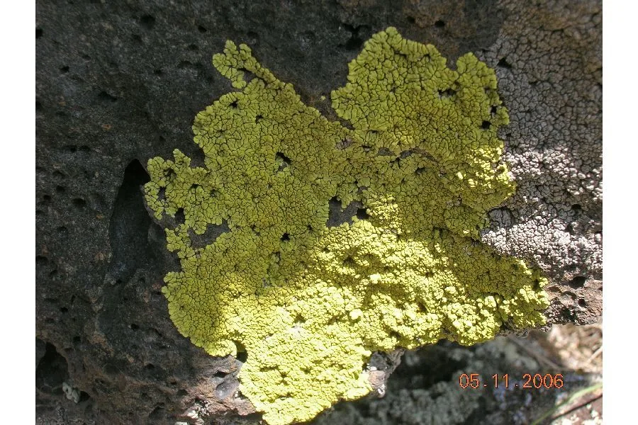 Pleopsidium chlorophanum (Pleopsidium chlorophanum) — photo mycologique