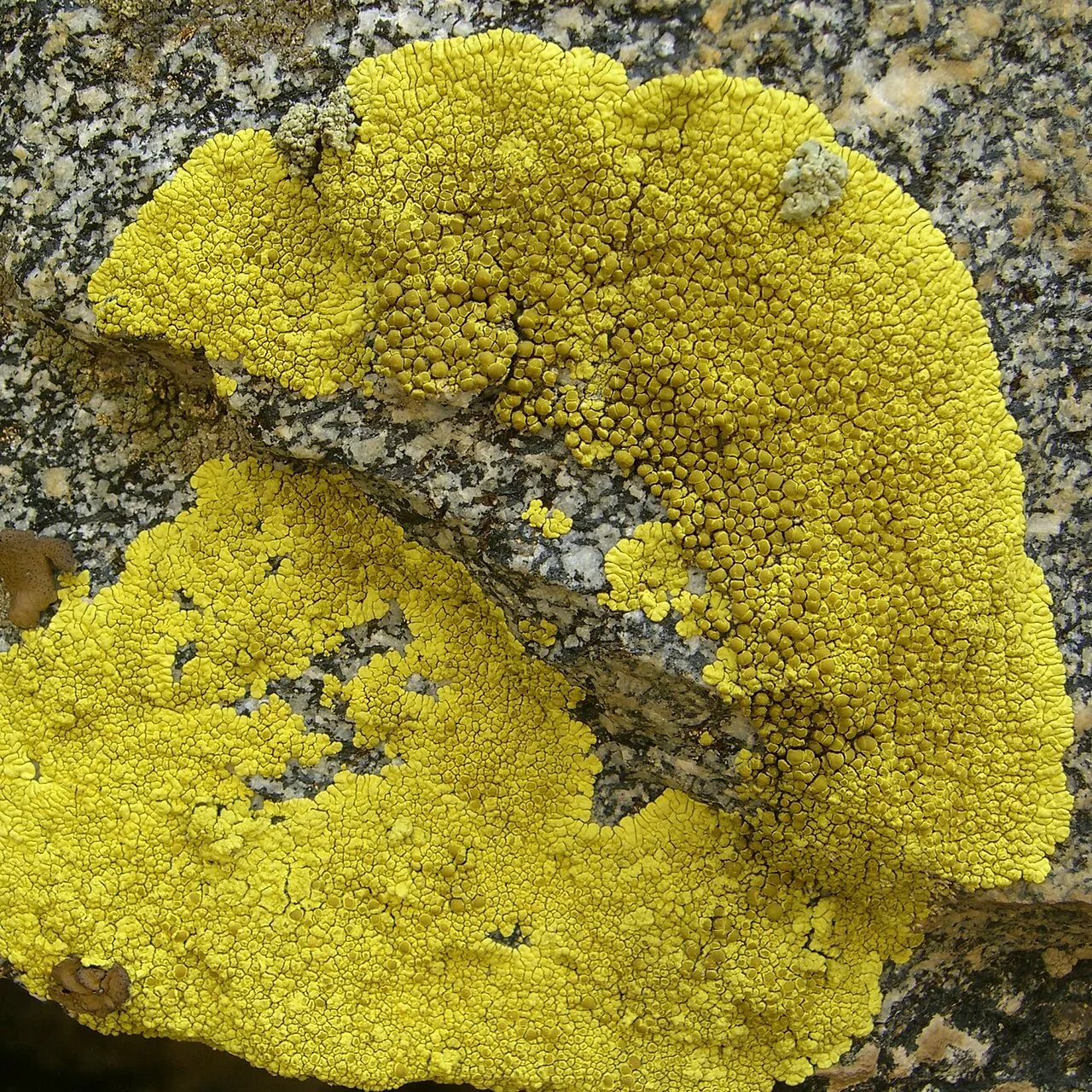 Pleopsidium gobiense (Pleopsidium gobiense) — photo mycologique