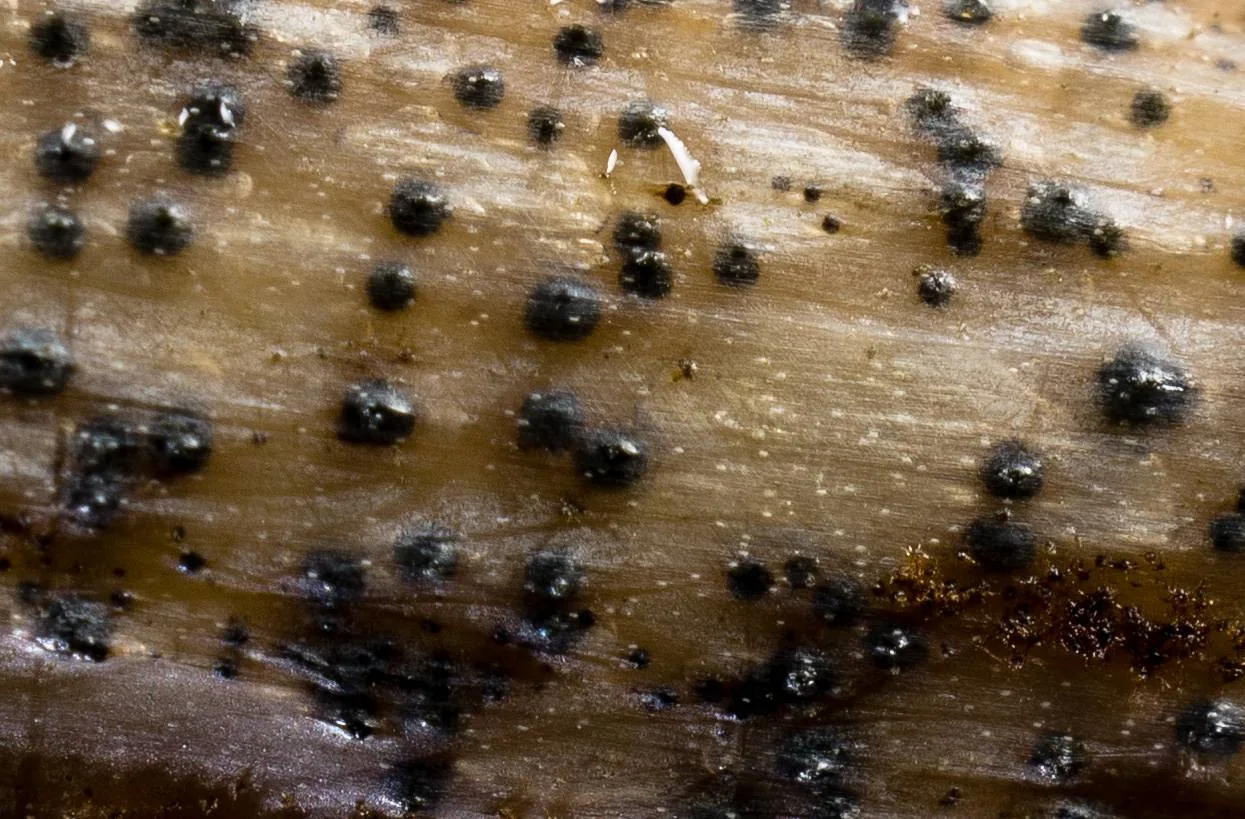 Pleospora herbarum (Pleospora herbarum) — photo mycologique