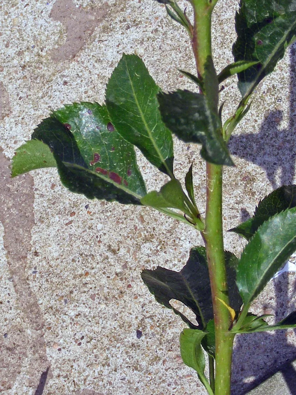 Pleospora spetsbergensis (Pleospora spetsbergensis) — photo mycologique