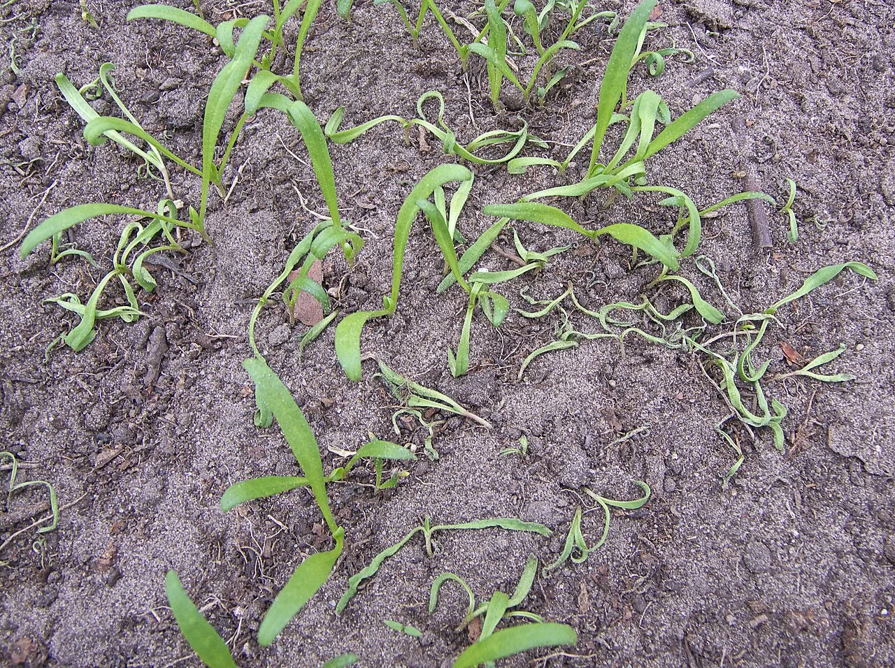 Pleospora trevoae (Pleospora trevoae) — photo mycologique