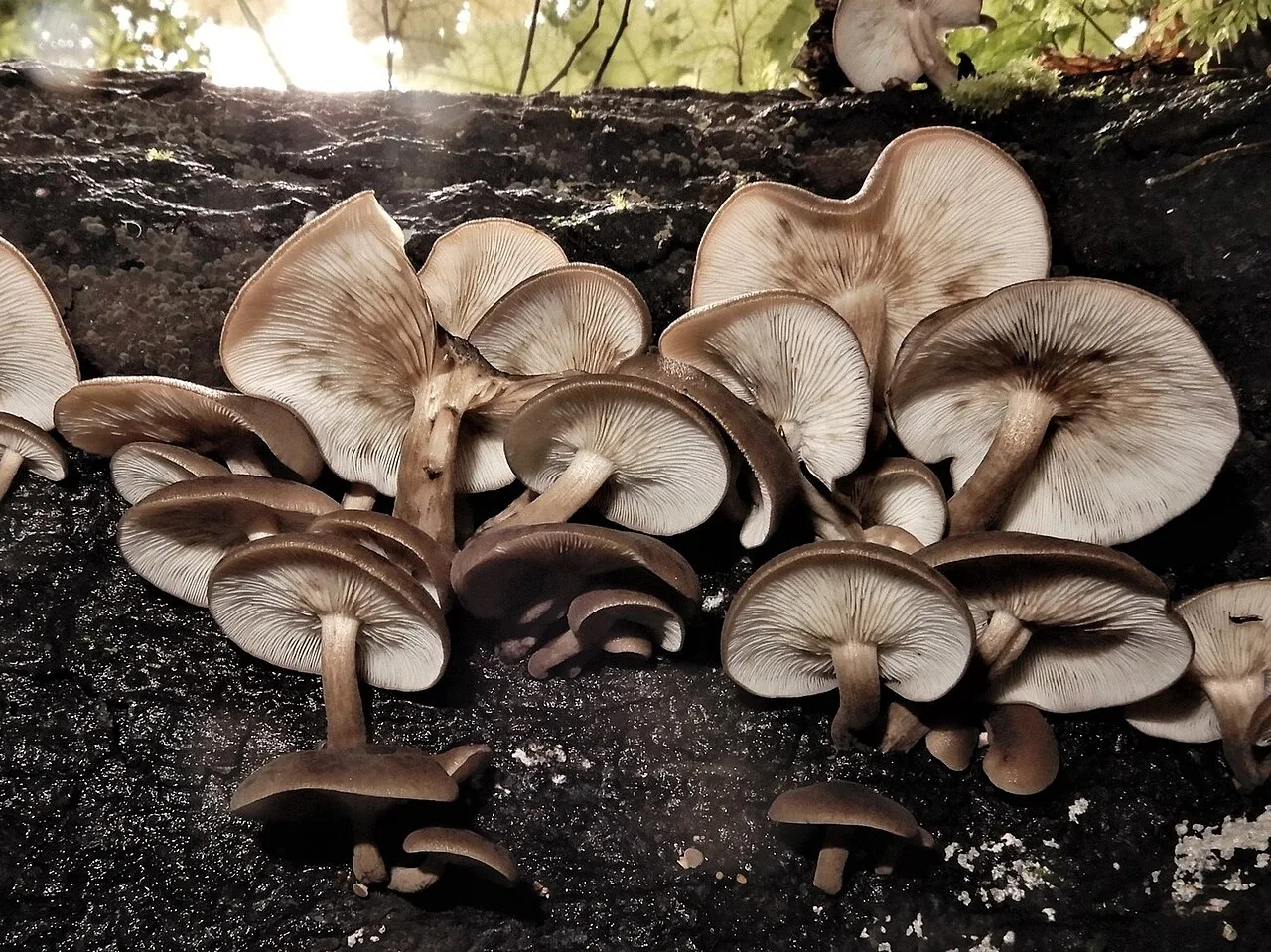 Pleurella microspora (Pleurella microspora) — photo mycologique