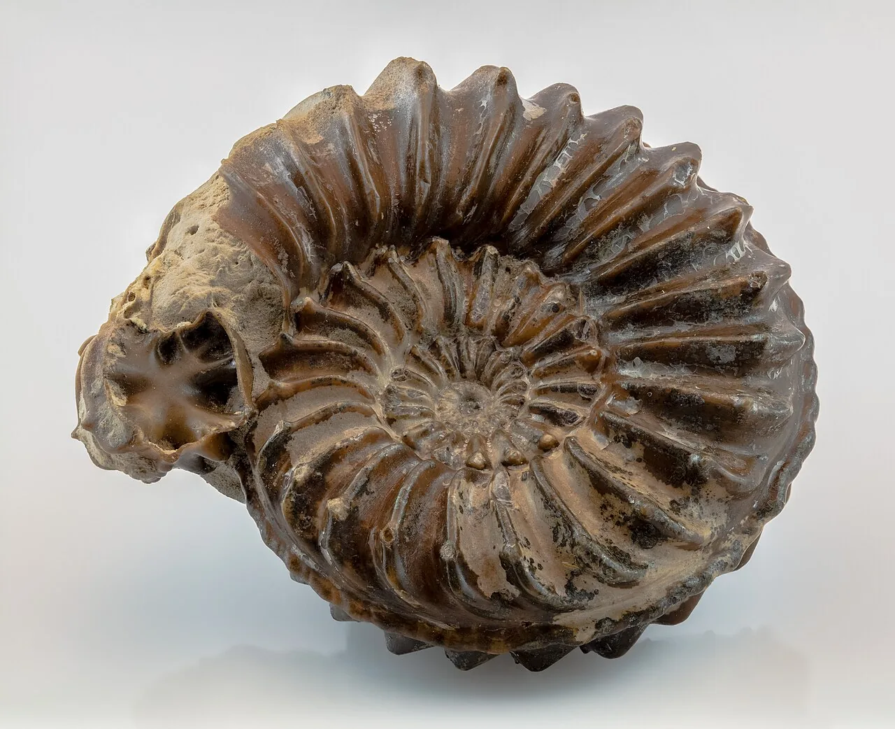 Pleuroceras rousseaui (Pleuroceras rousseaui) — photo mycologique