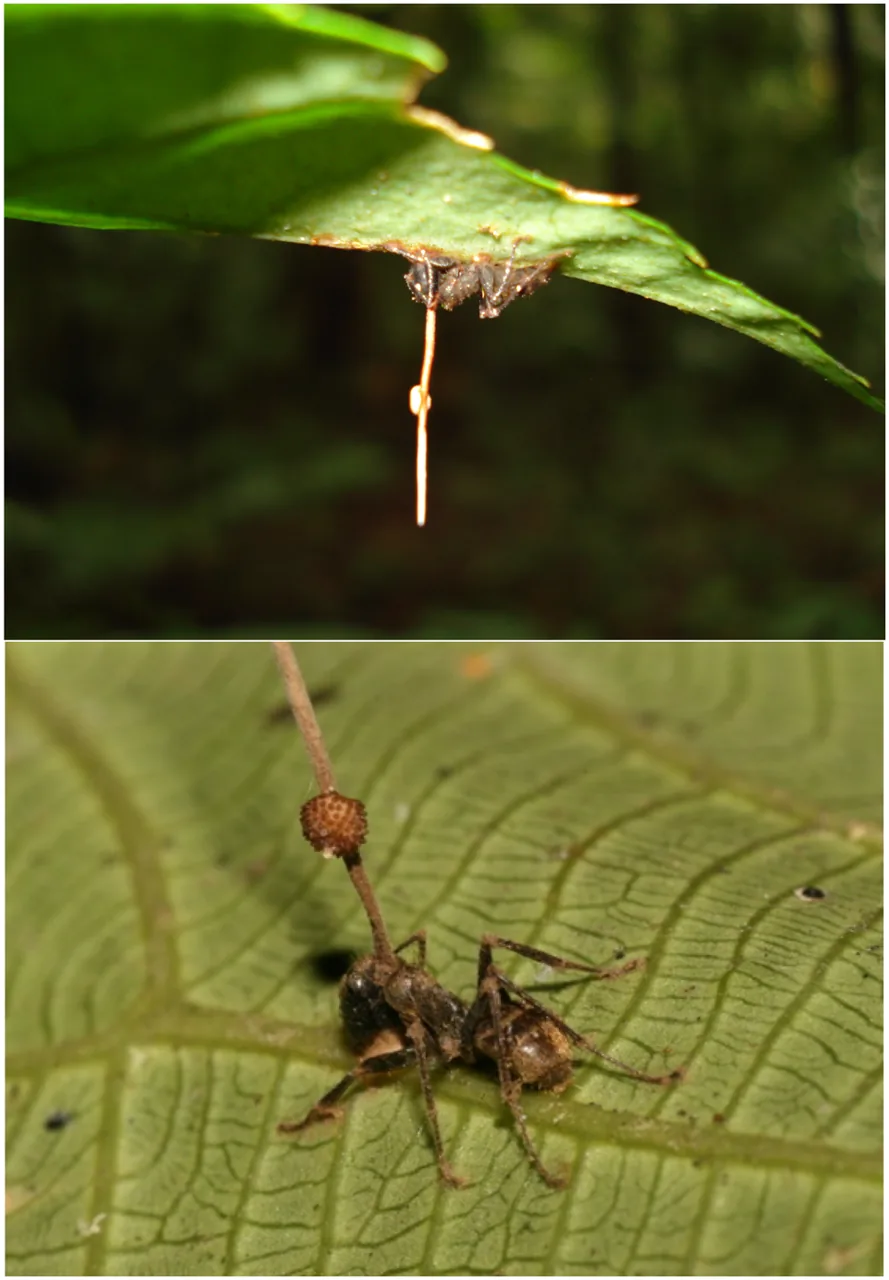 Pleurocordyceps sinensis (Pleurocordyceps sinensis) — photo mycologique