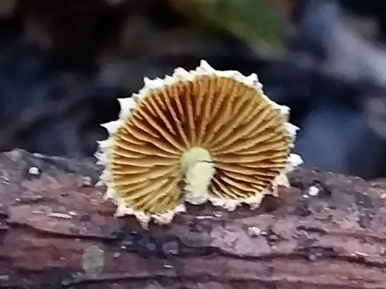 Pleuroflammula majuscula (Pleuroflammula majuscula) — photo mycologique