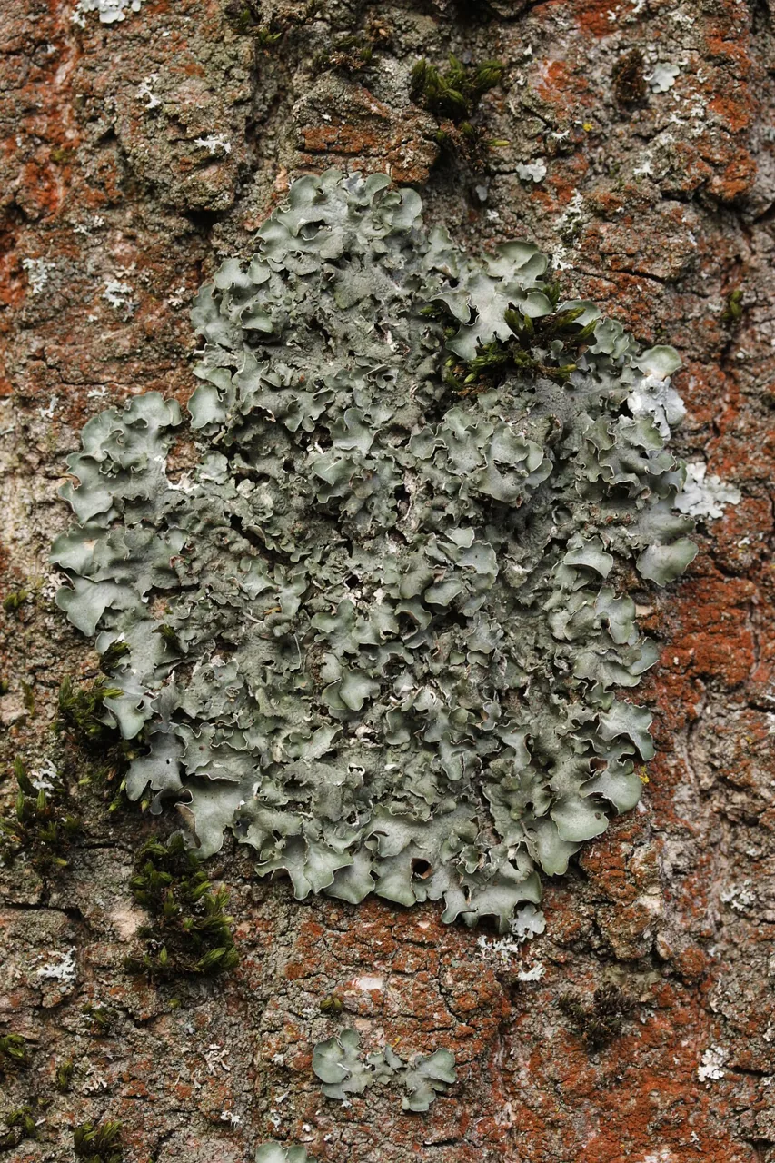 Pleurosticta acetabulum (Pleurosticta acetabulum) — photo mycologique
