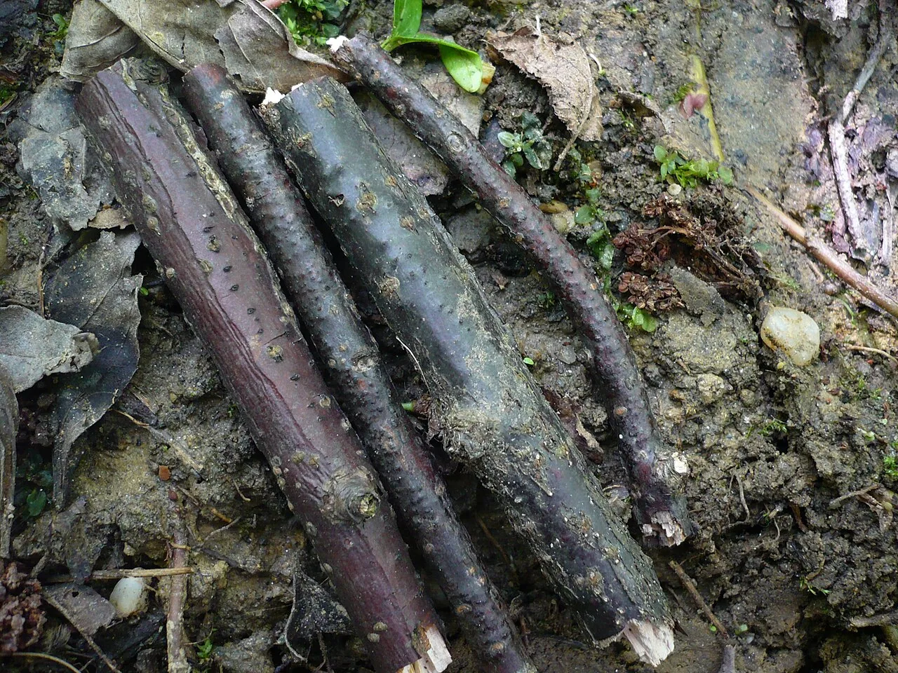 Pleurostoma ootheca (Pleurostoma ootheca) — photo mycologique