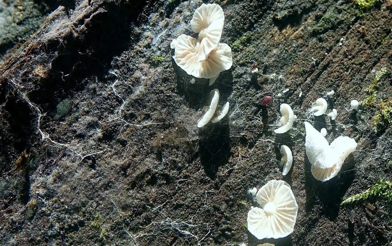 Pleurotellus chioneus (Pleurotellus chioneus) — photo mycologique