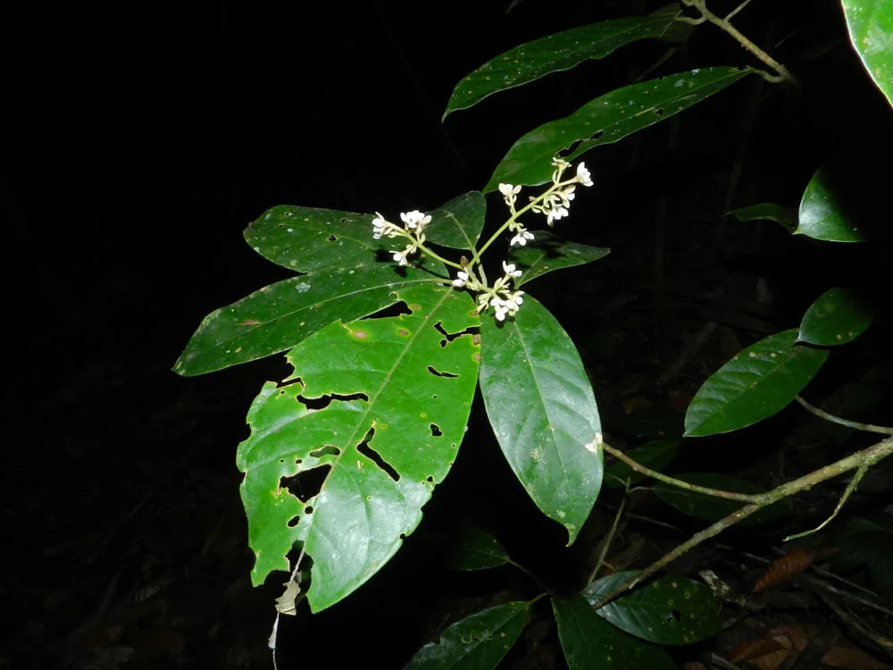 Pleurothyrium longissimum (Pleurothyrium longissimum) — photo mycologique