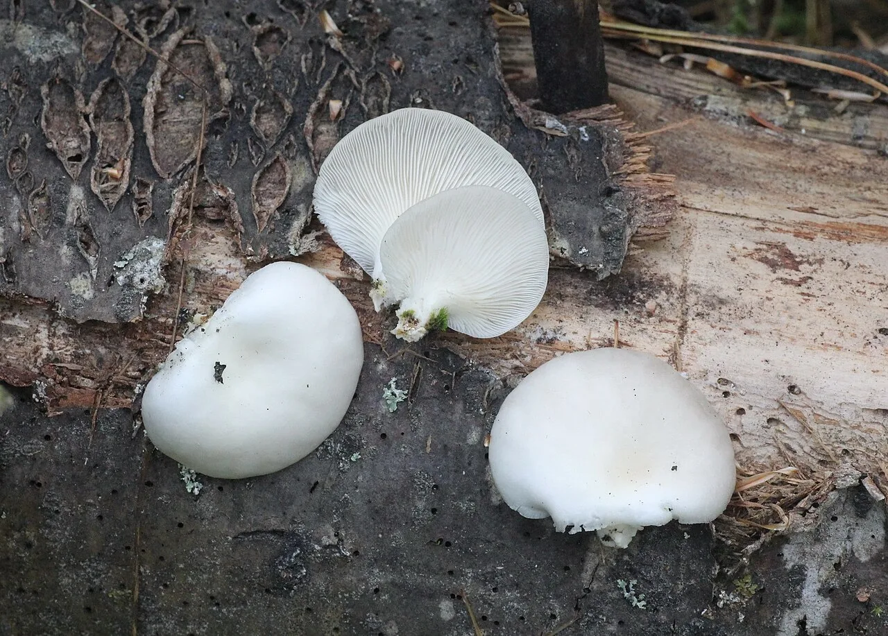 Pleurotus abieticola (Pleurotus abieticola) — photo mycologique