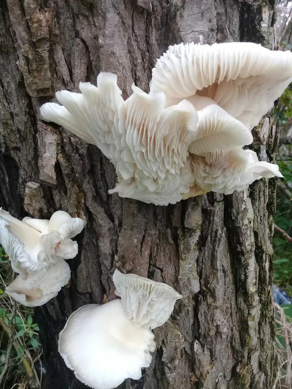 Pleurotus albidus (Pleurotus albidus) — photo mycologique
