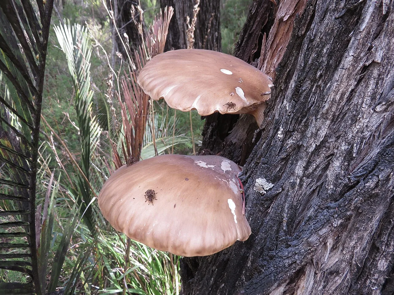 Pleurotus australis (Pleurotus australis) — photo mycologique