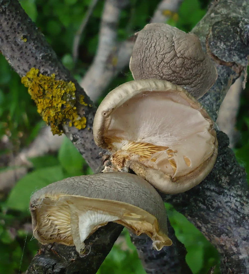Pleurotus calyptratus (Pleurotus calyptratus) — photo mycologique