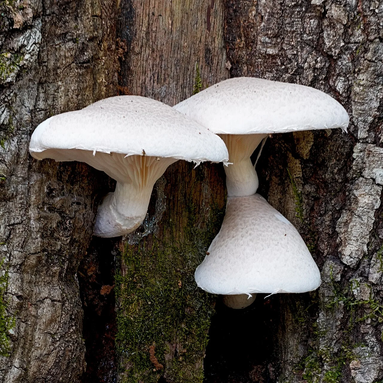 Pleurotus dryinus (Pleurotus dryinus) — photo mycologique