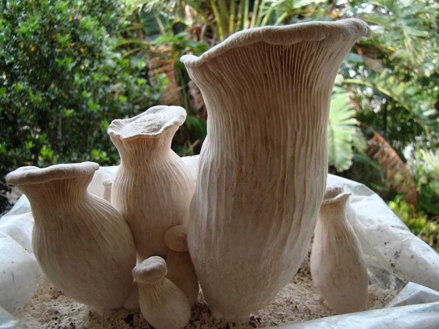 Pleurotus nebrodensis (Pleurotus nebrodensis) — photo mycologique