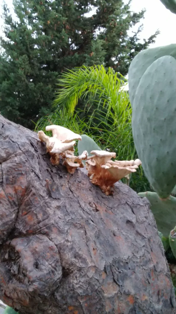 Pleurotus opuntiae (Pleurotus opuntiae) — photo mycologique