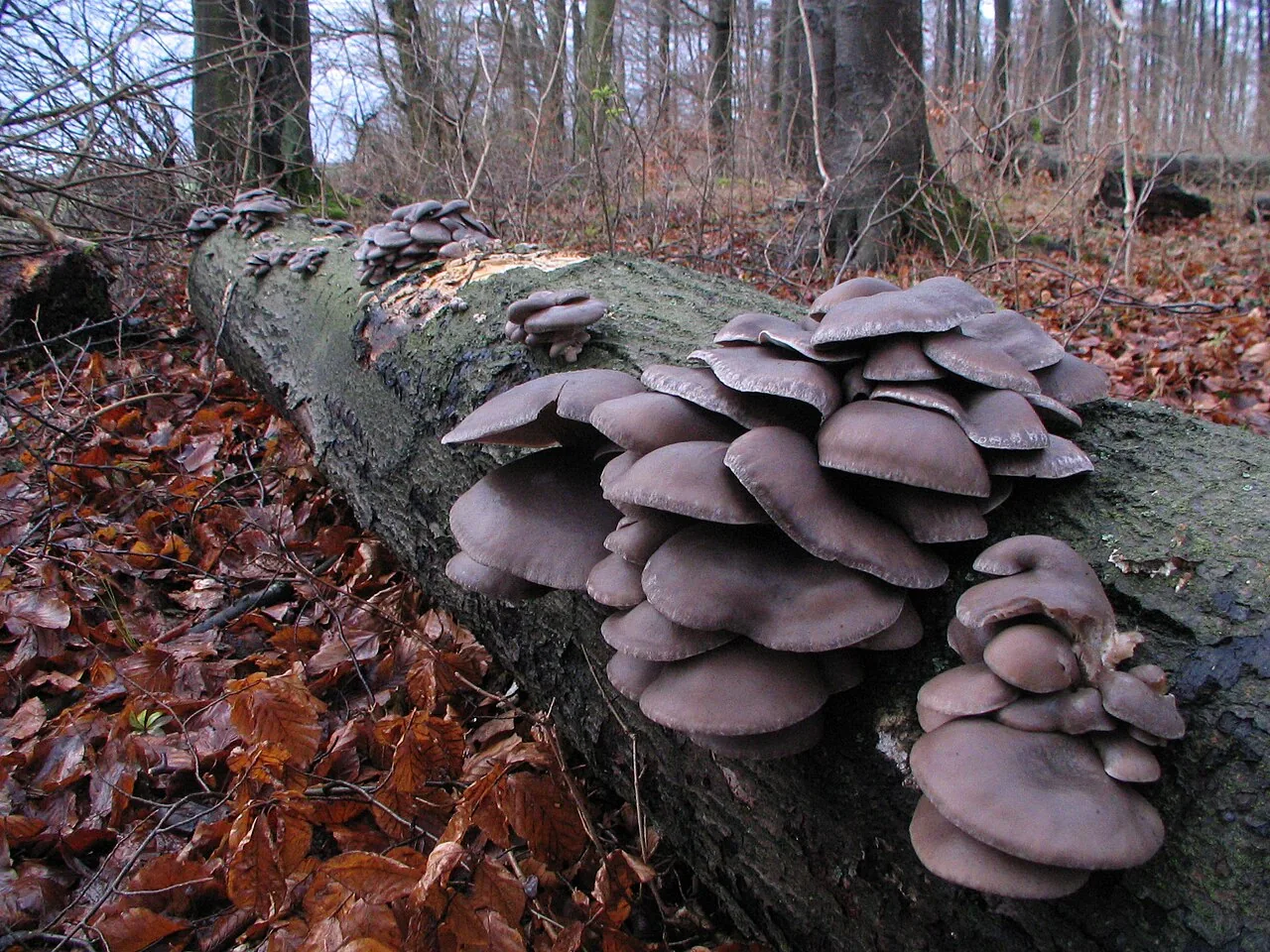 Pleurotus ostreatus (Pleurotus ostreatus) — photo mycologique