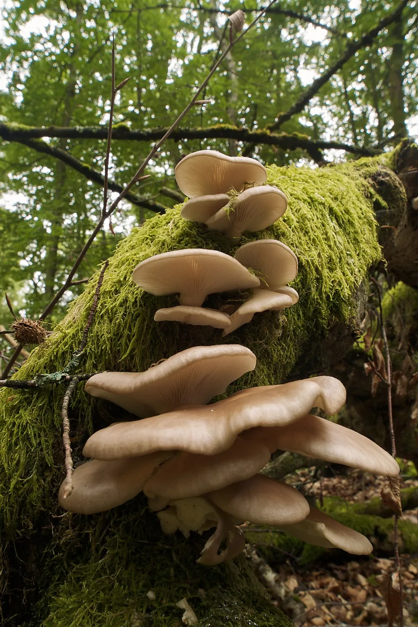 Pleurotus pulmonarius (Pleurotus pulmonarius) — photo mycologique