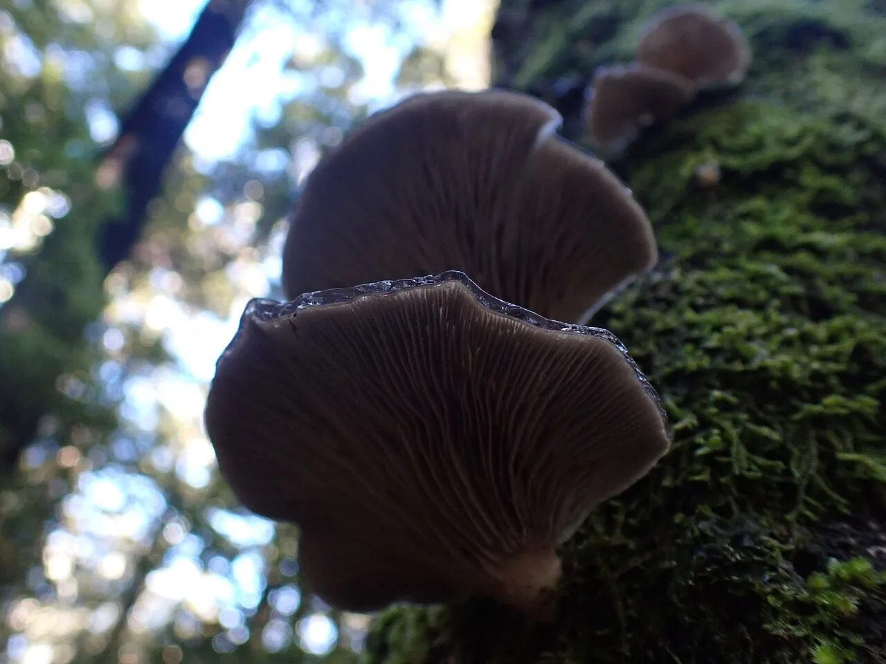 Pleurotus purpureo-olivaceus (Pleurotus purpureo-olivaceus) — photo mycologique